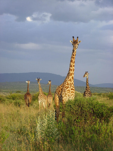 African Safari